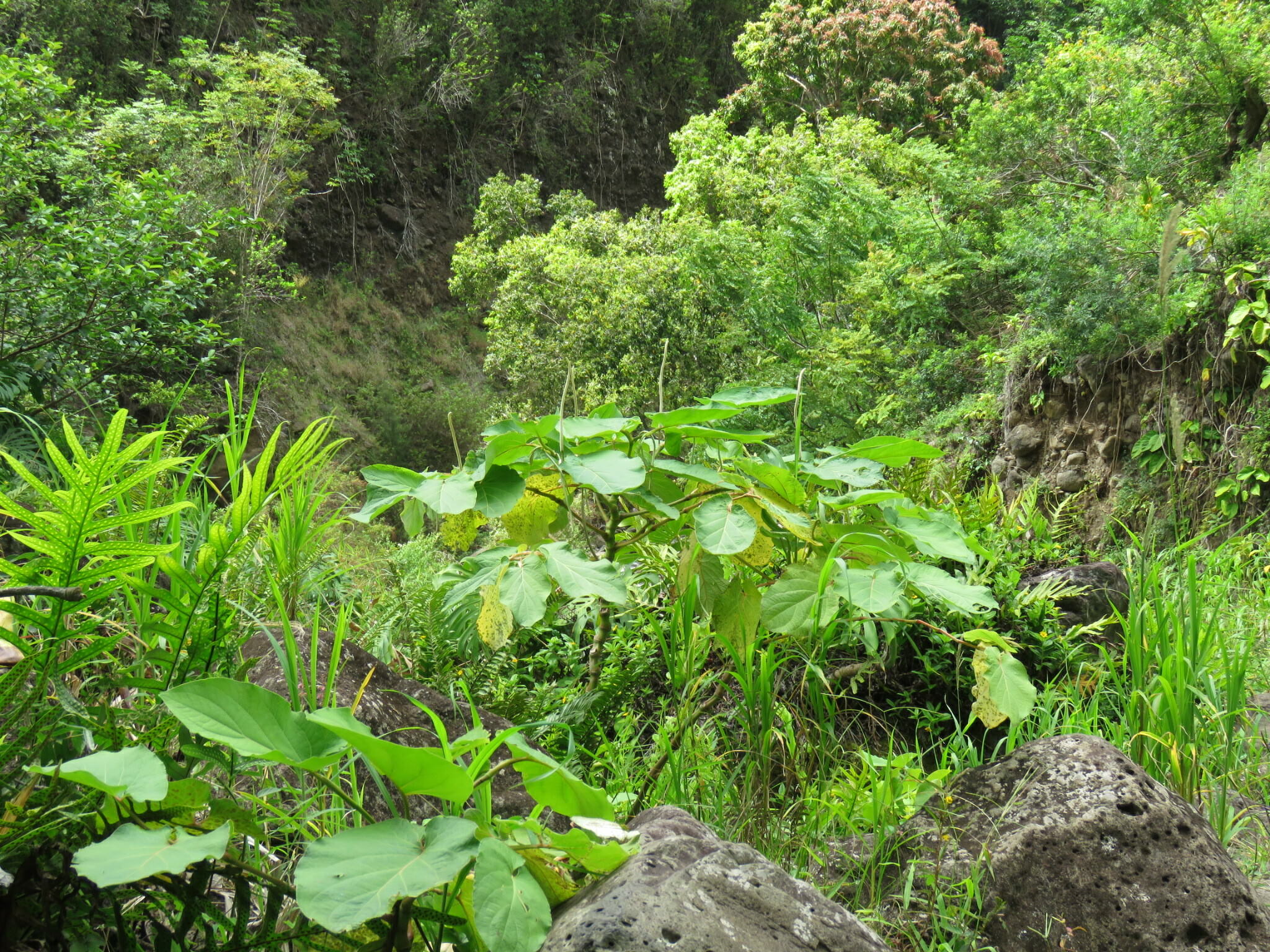 Piper auritum